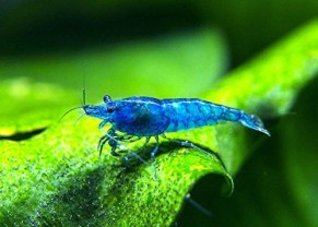 Super Blue shrimp