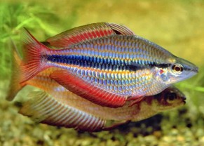 Trifasciata Rainbowfish