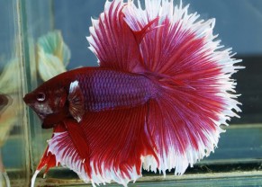 Halfmoon Betta