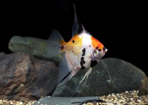 Angelfish "koï"