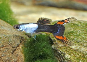 Silverado endler guppy