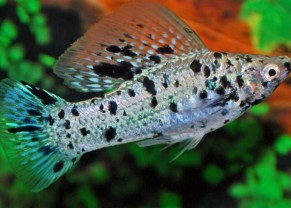 Dalmatian Molly