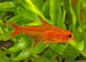 Ember tetra