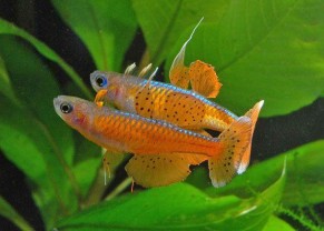 Pseudomugil luminatus (paskai)