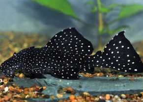 Vampire Pleco