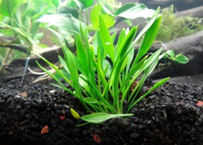 Cryptocoryne parva
