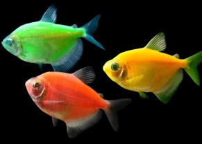 GloFish Tetra