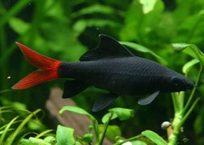 Red-Tailed Black Shark