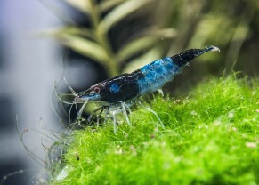 Blue Rili Shrimp