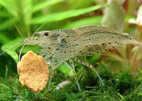 XL Amano Shrimp
