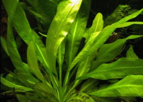 Amazon Swordplant