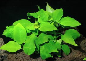 Anubias barteri var. nana "golden"