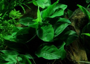 Dwarf Anubias