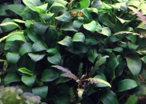 Dwarf Anubias 'mini'