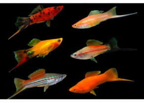 Assorted Swordtail