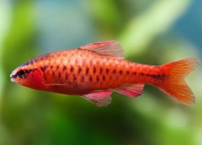Cherry Barb
