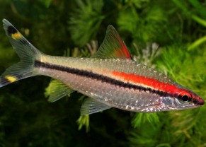 Red line torpedo barb