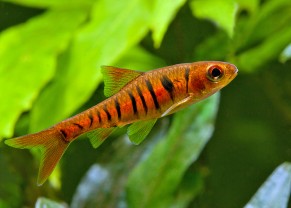 African Banded Barb