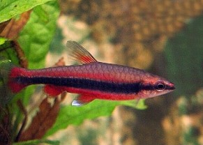 Red pencil fish