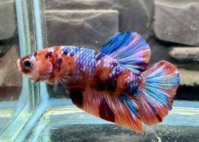 Galaxy Plakat Betta