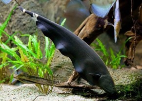 Black Ghost Knifefish