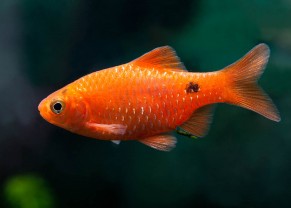 Rosy Barb