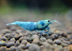 Blue Bolt Shrimp