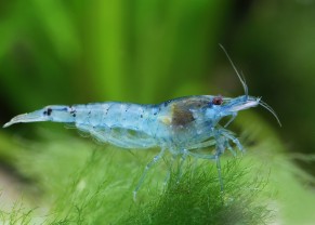 Blue Pearl Shrimp