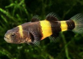 Bumblebee goby