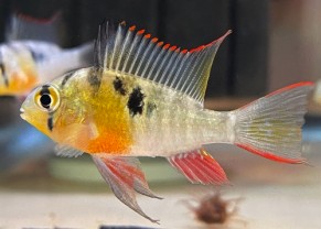 Bolivian Ram