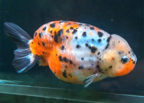 Calico Ranchu Goldfish