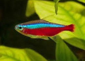 Cardinal Tetra