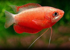 Red Honey Gourami