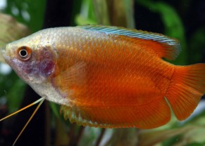 Red Dwarf Gourami