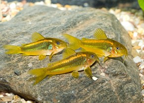 Corydoras aeneus "Peru Gold Stripe"