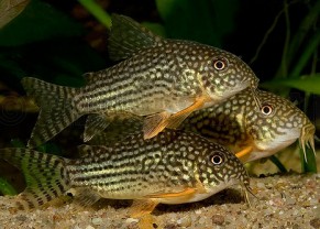 Sterba's Cory