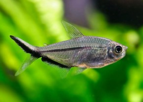 Blackline Tetra 