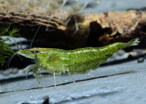Green Jade Shrimp
