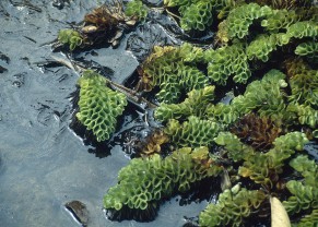 Salvinia cucullata