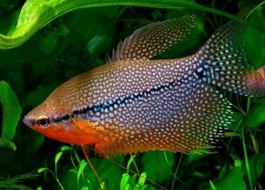 Pearl Gourami