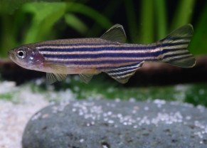 Zebra Danio