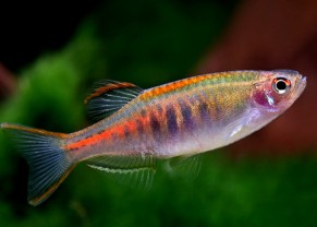 Glowlight 'Danio'