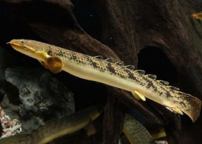 Tiger Senegal bichir