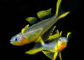 Furcata Rainbow