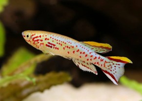 Gardneri Killifish