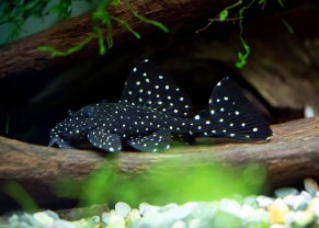 Galaxy pleco