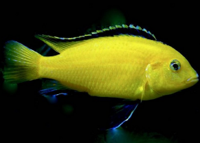 Yellow Labido