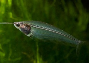 Nile Glass Catfish