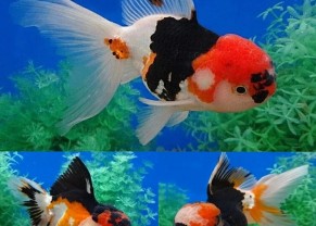 Tri color Oranda Goldfish
