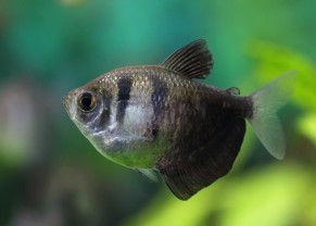 Black Tetra